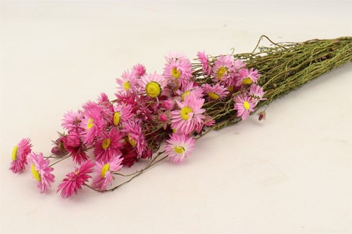 Acroclinium pink Acroclinium Helipterum in hoes 60cm bundel. droogbloemen 100 gr