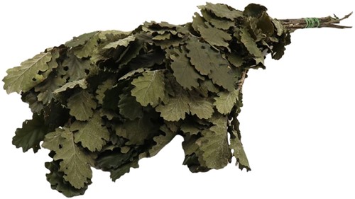 Gepreserveerd Eikenblad miniblaadjes 80cm Groen Gepreserveerd