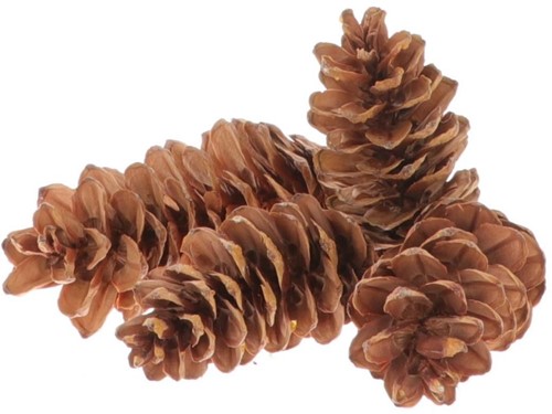 Denneappel STROBUS Naturel Zak 3 kilo Pinecone Strobus 3kg