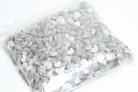 Umbonium schelpen blackmix 300 gram