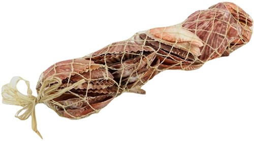 Pecten Nobilis - Jacobsschelp in net van 30 cm pecten
