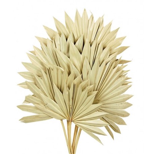 Sun Spear Palm Sun 6pc L45-55 W±30 Sun Spear