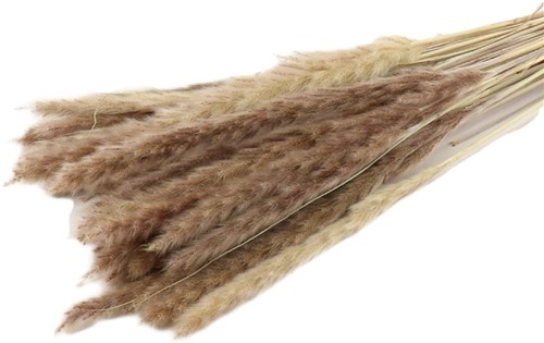 Fluffy Pampas 35gr 75-80cm Naturel Pampas gras  