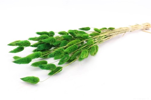 Lagurus Ovatus 50 gr in hoes dgroen Pluimgras graspluimen Pluimgras graspluimen L 60cm