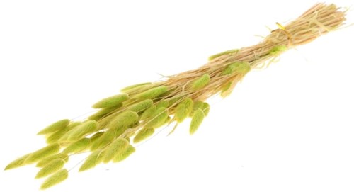 Lagurus Ovatus 50 gr in hoes Limegreen Limoen groen Pluimgras graspluimen Pluimgras graspluimen L 60cm