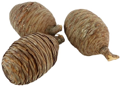 Denneappels Cedar Cone NATUREL 3 stuks Dichte Denneappel