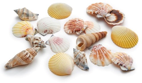 Actie Schelpenmix 1 kilo Medium Schelpenmix