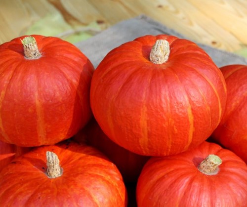 BOL-P-5106 F1 organic Biologische pompoen Kabocha Buttercup vergelijkbaar aan Sunshine