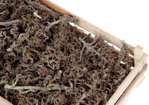 Bonsai Takjes in Krat – ongeveer 100 Stuks – Voor Bloemschikken en Decoratie voor bloemschikken en decoratie formaat krat 60*40cm