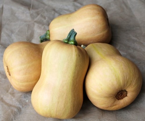 Butternut Butterbaby F1 PMT Aanrader eenpersoonsflespompoen