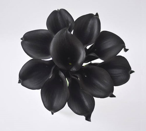 Calla Real Touch Zwart +/- 7 cm. en 37cm lang. / st Calla Real Touch +/- 7 cm.