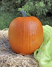 Cargo PMT F1 Halloweenpompoen