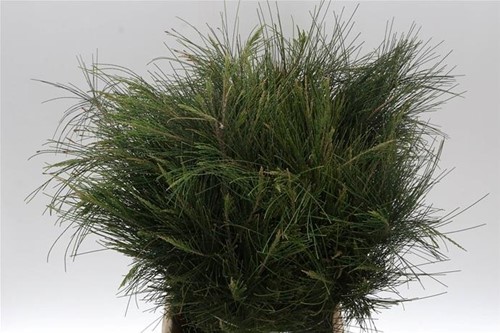 Casuarina per Bundel – Groene Takken voor Natuurlijke Kransen Mooie groen wat in kan drogen voor natuurlijke kransen
