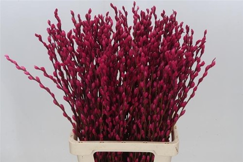 Katwilg wilgenkatjes GEKLEURDE katjeswilg Cerise Salix bundel +/- 10st Salix Kleurbehandeld  