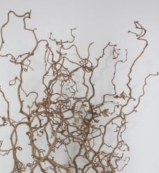 Kronkelhazelaar Corylus Av Contorta kort +/- 40 cm PER STUK korte krullende paastakjes voor bloemschikken