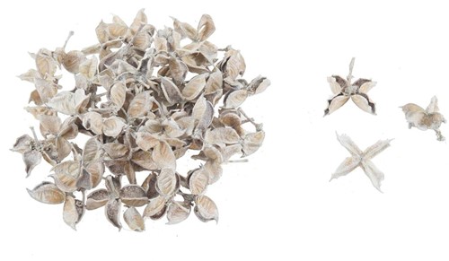 Cottonpod cotton pods White wash kleinverp 40 gram Cotton pods