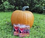 Cronus PMT F1 Halloweenpompoen