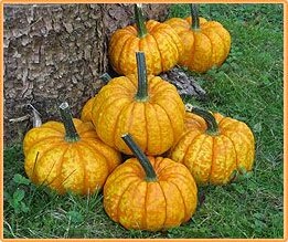 Crunchkin F1 PMT Crunchkin F1