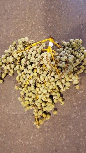 Dadeltak - L Dadels Lago per Kroon 1 Kg