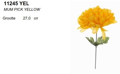 Dahlia Mum pick GEEL / st Dahlia Mum pick