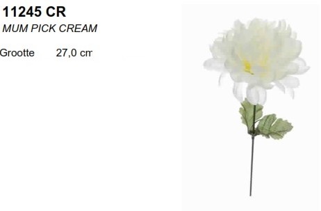 Dahlia Mum pick Creme / st Dahlia Mum pick