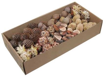 Leucadendron Assorortiment Naturel op draad +/-100 st Ideaal voor Groendecoratie en Bloemschikken