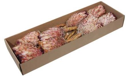 Protea Barbigera Medium - Naturel/Pink (Doos van 10 Stuks) – Mooie Exotische Droogbloem Mooie Exotische Droogbloem