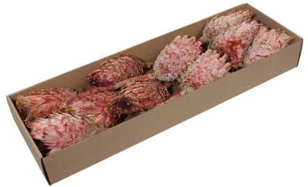 Protea Barbigera Medium - Rood (Doos van 10 Stuks) – Mooie Exotische Droogbloem Mooie Exotische Droogbloem
