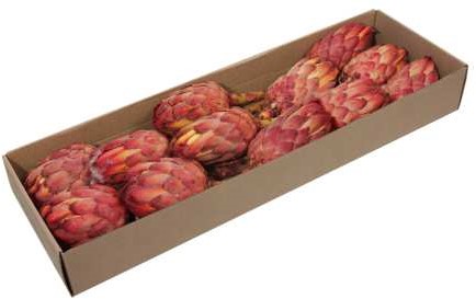 Protea Grandiceps  Suikerbossie- Naturel – Bijzondere Exotische Droogbloemen - Bijzondere Exotische Droogbloem