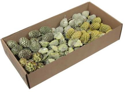 Leucodendron assortiment Groen Green wash op draad doos 100 stuks – Perfect voor Groendecoraties en Bloemschikken