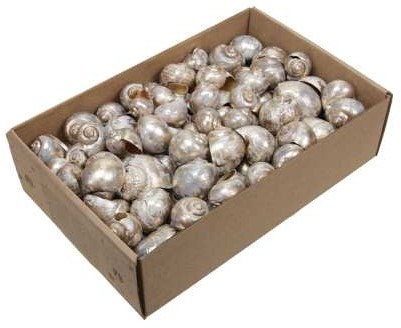 Nattai schelpen Platinumwash 500 gr Beperkt leverbaar OP=OP