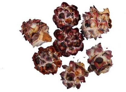 Leucadendron Pubescens los 1 kilo Leuc Pubescens