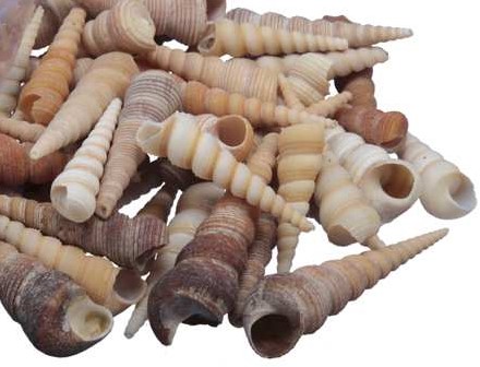 Terebra Kerela Screw schelpen bruintinten 1 kg 1000 gram