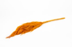 Actie Wilde rietpluimen Oranje 75 cm bundel +/- 10 st Phragmites communis