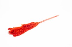 Actie Wilde rietpluimen Lichtroze 75 cm bundel +/- 10 st Phragmites communis