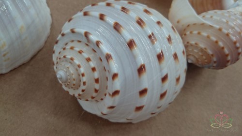 White Patram Giant schelpen +/- 7 stuks