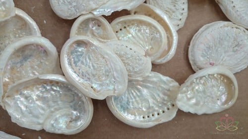 Abalone mini gebleekt +/- 500 gram