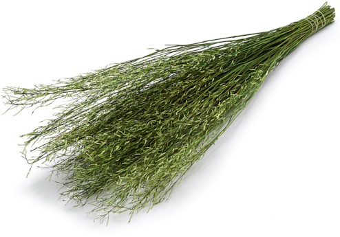 Sarash bunch applegreen groen 1m mooie grassenbundel 250 gr 