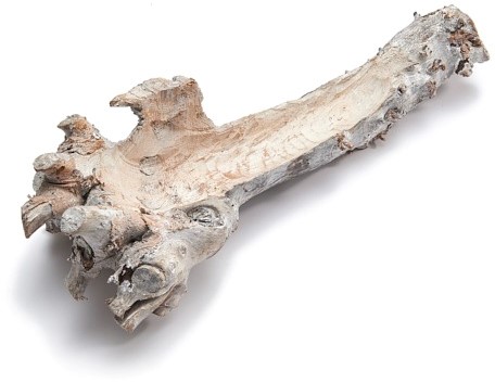 Mulberry root wortelstronk hollow Frosted White 40-50cm