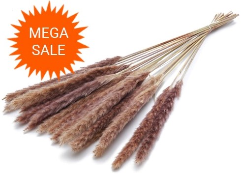  Actie Pacific silvergrass plume Natural 70g mooie droogbloemen