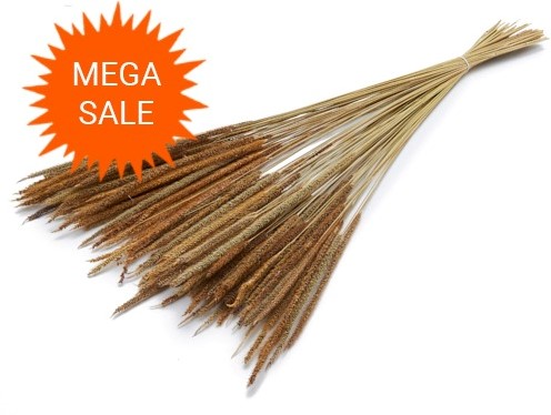 Actie Oriental fountain grass 100g mooie droogbloemen