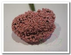 Fieldberries Rose/ bundel voor bloemschikken Fieldberries Ro