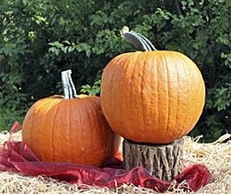 Gladiator PMT F1 Halloweenpompoen aanrader maar Beperkt leverbaar