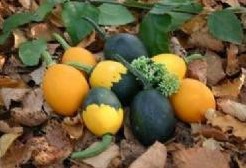Goblin Egg Mix