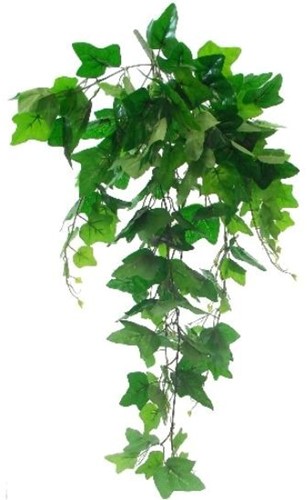 Hanger vuller Hedera Groene bladeren Groene hangplanten