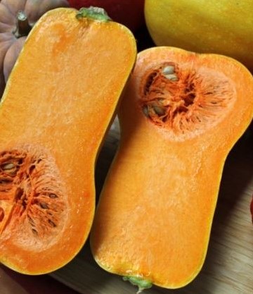 Butternut Helviz F1 Hoogproductive flespompoen