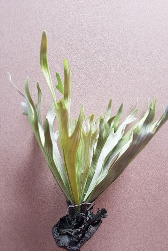 Hertshoornvaren Platycerium h50cm groen Super mooi
