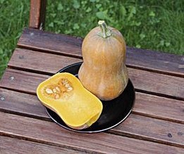 Honeynut Butternut Butternut
