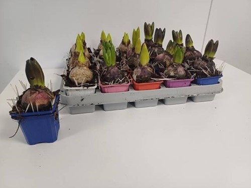 Hyacinten 5 Kleuren - Bollen Set van 5 we kunnen bij blijven bestellen