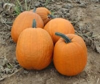 Decoflorall IgorF1 Halloweenpompoen 100  zware halloween pompoen